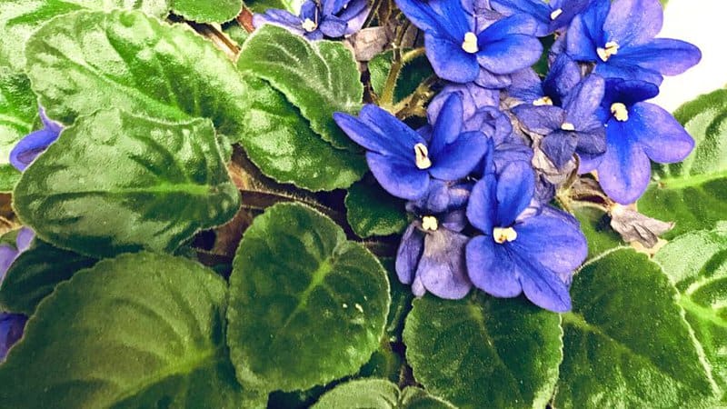 Underwatered African Violet — 5 Warning Signs and Remedies 1