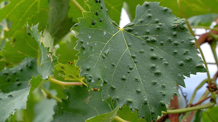 Erineum mites on hibiscus leaves, similar to what happened on this grape leaf, can cause formation of gnarled and bumpy clusters