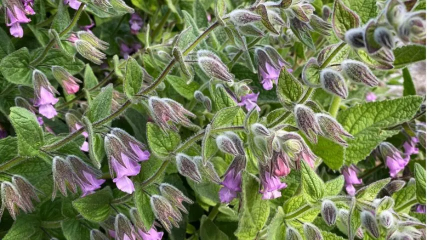 Fragrant Pitcher Sage  produce dark or light purple flowers. The crushed foliage produces a pleasant scent  Photo Credit: @(IGusername) on Instagram!