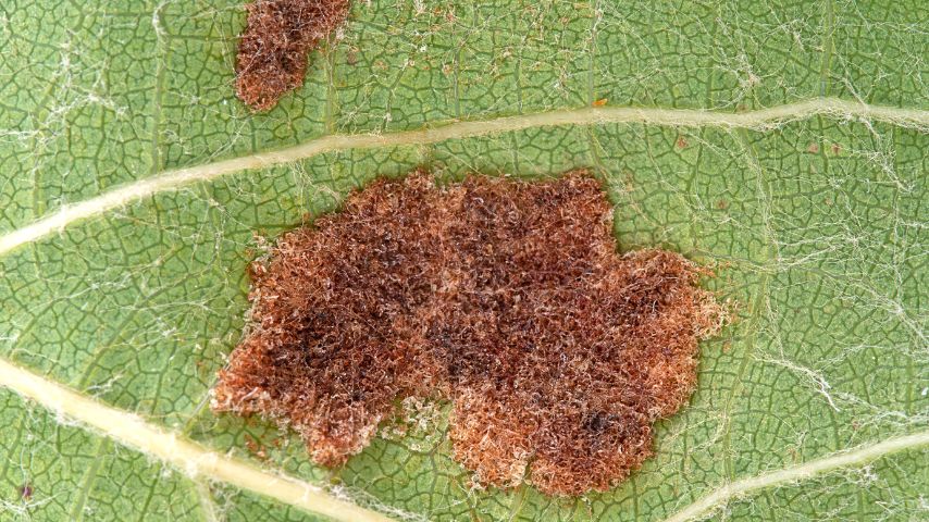 Hibiscus leaf mites are the common causes of bumps on your hibiscus leaves
