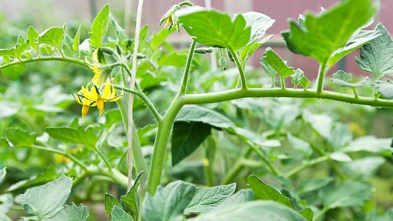 If you notice that your tomato plant has little to no flowers, it is undernourished