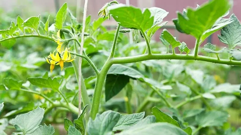 If you notice that your tomato plant has little to no flowers, it is undernourished