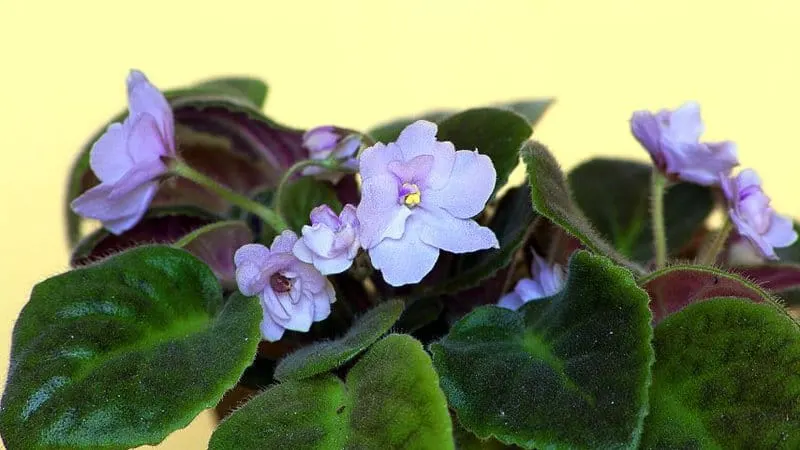 If your African Violet is placed in areas that have harsh conditions, it will become weak and fragile and eventually will die