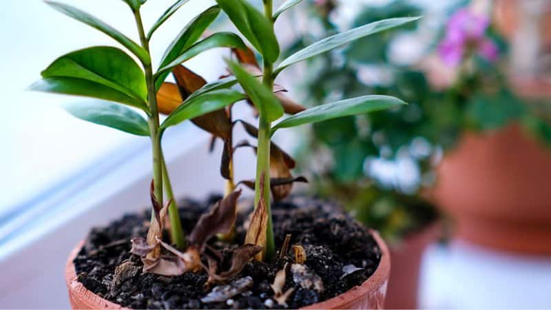 If your ZZ plant's leaves start turning brown and crispy, it's best to remove them to save it