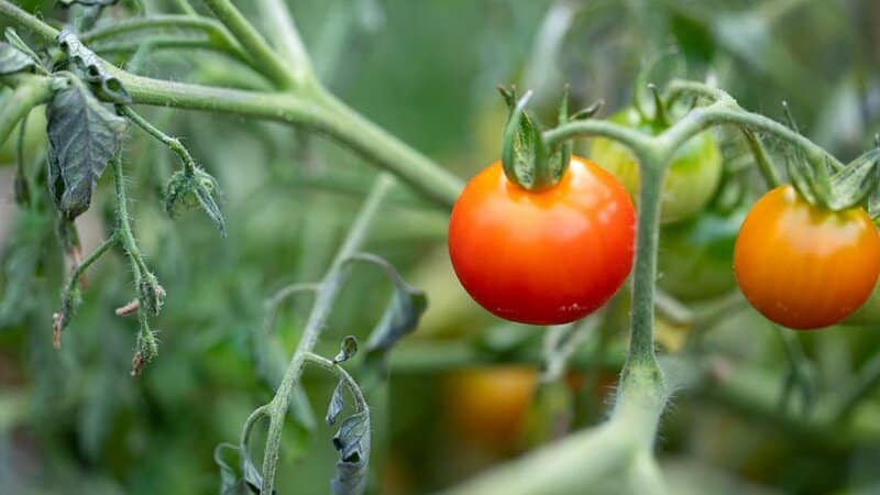 If your tomato plant is growing slowly, check whether it is receiving enough sunlight and water