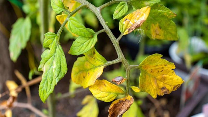 If your tomato plant's leaves have yellow spots surrounded by dry, brown areas, it is underwatered