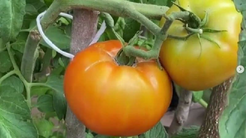 20 Determinate Tomato Varieties - Best List 5