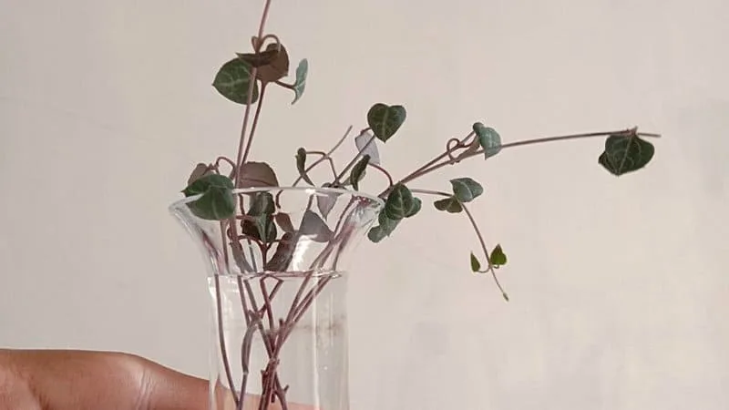 The String of Hearts plant shrinks its leaves whenever it is underwatered to reduce the surface area and lower the water that is lost
