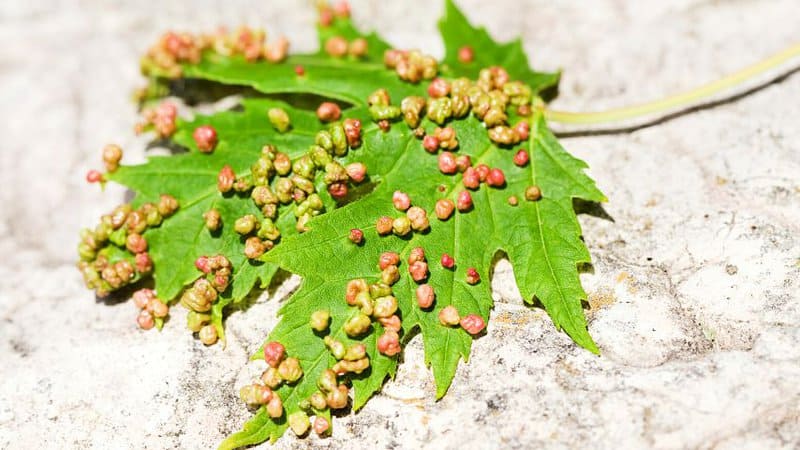 The bumps you'll find on the pecan tree leaves resemble the eriophyid mites on a maple tree leaf