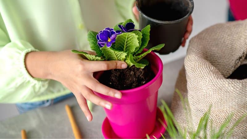 The soil of the African Violets planted in plastic pots retains more moisture than those in clay pots when placed in a cold room