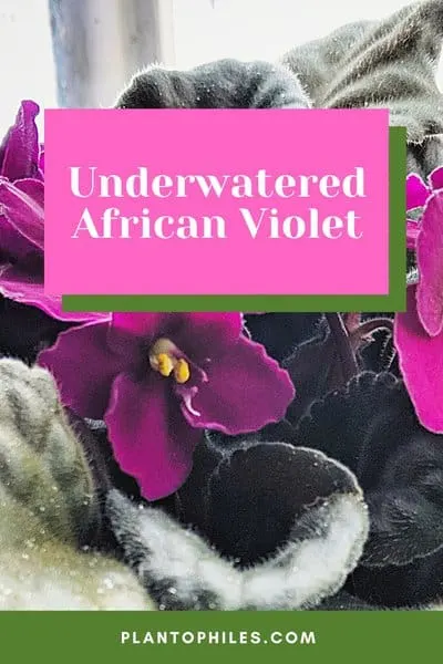 Underwatered African Violet