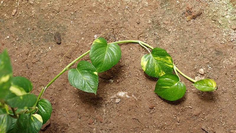 Underwatered Pothos – 3 Signs and How to Revive It