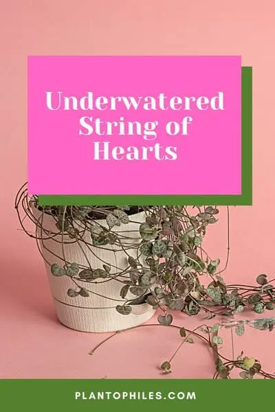 Underwatered String of Hearts