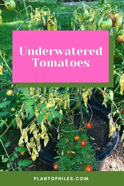 Underwatered Tomatoes
