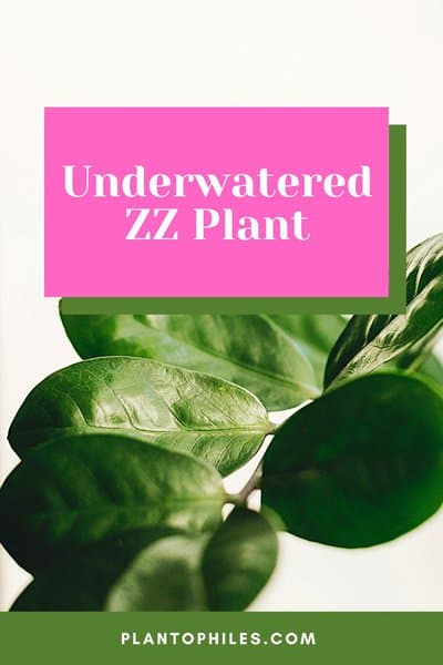 Underwatered ZZ Plant