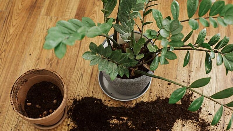When you repot an underwatered ZZ plant, choose a new pot that has a 1-2 inch size difference from the previous one used
