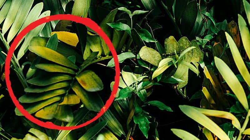 Yellowing of the ZZ plant's leaves is one of the signs that appear when the plant is underwatered