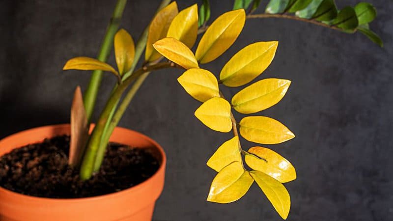 Yellowing of the ZZ plant's leaves usually progresses to browning if you continue to underwater it