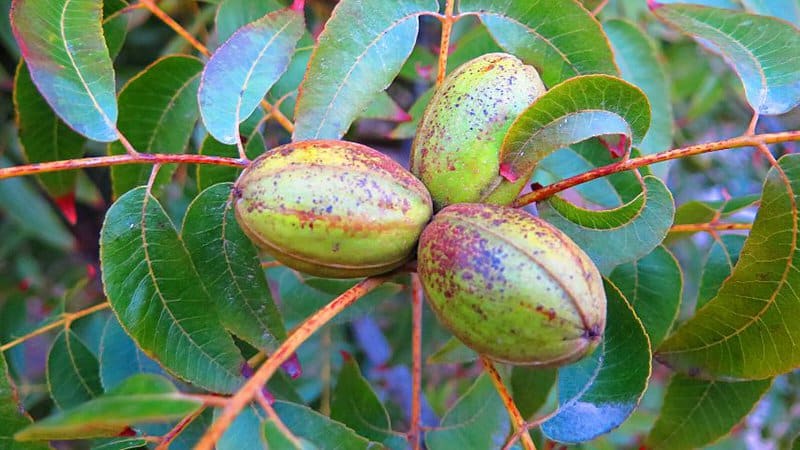 You need to carefully examine a pecan tree's appearance to see what problems are affecting it