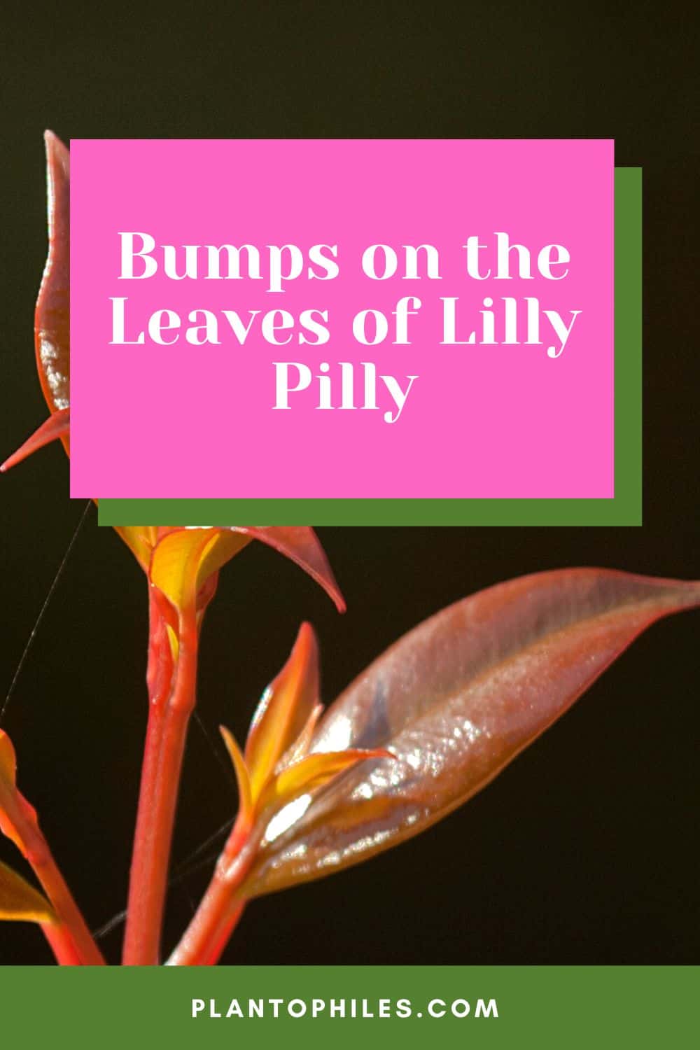 Bumps on the Leaves of Lilly Pilly
