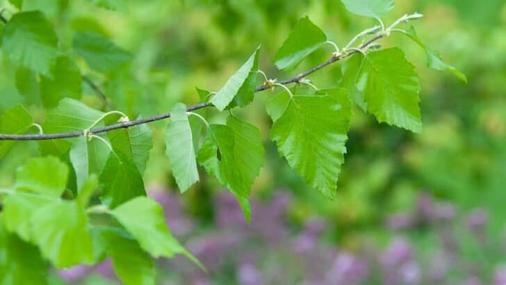 Bumps on the Leaves of River Birch — 3 Causes and Remedies