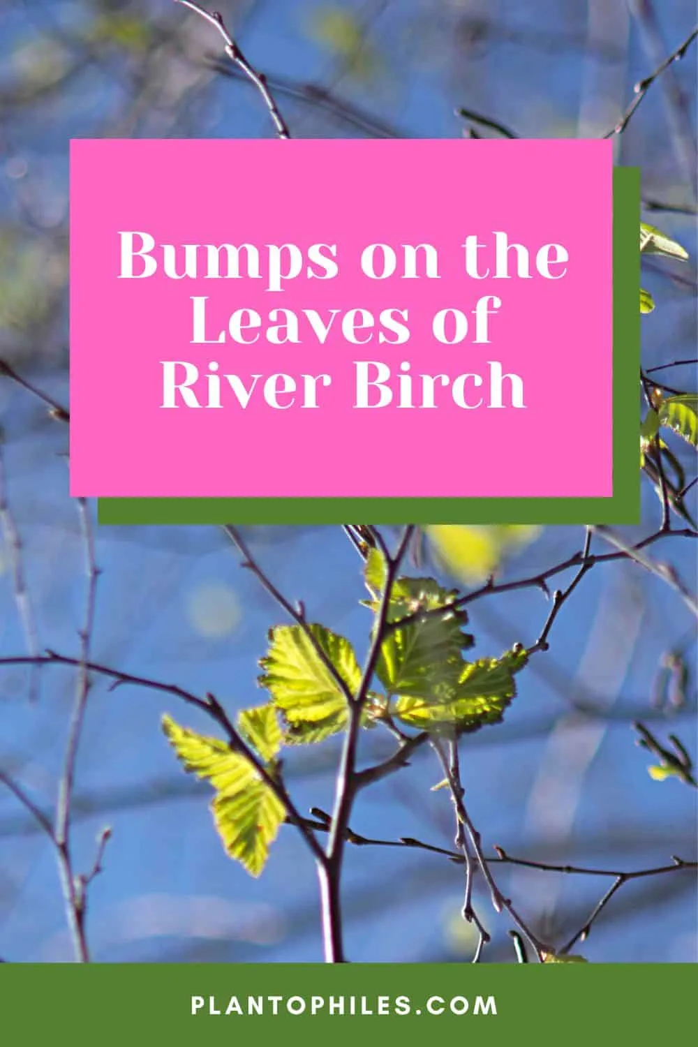 Bumps on the Leaves of River Birch