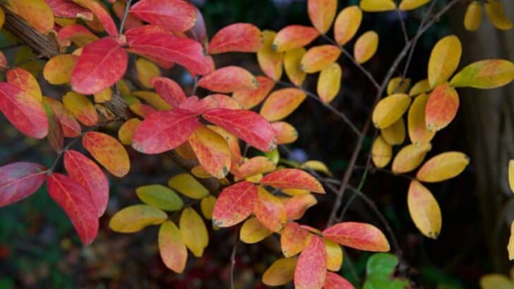Crepe Myrtle Leaves Turning Red — 5 Worst Reasons