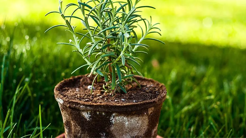 If you find that the soil of the rosemary plant is still damp, don't water it to avoid root rot which leads to leaf browning