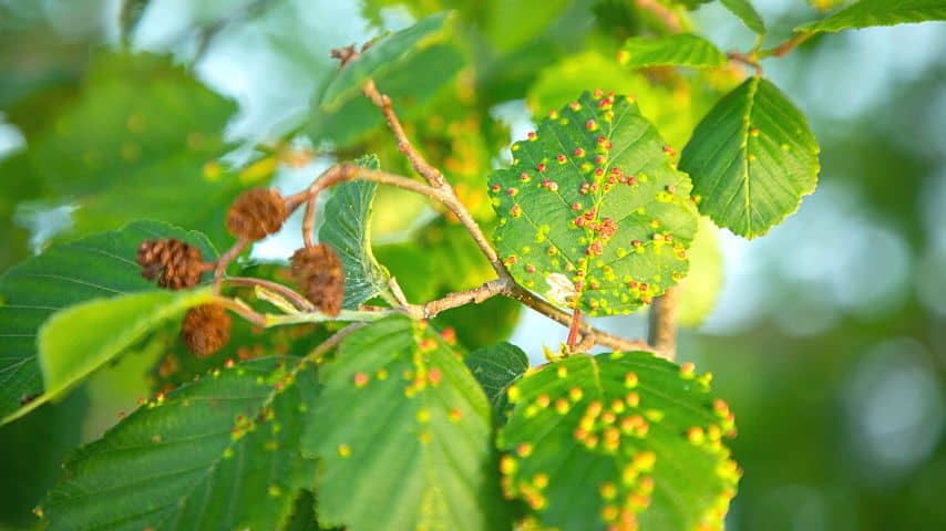 If you leave the orange spores of the rust fungi to spread on the river birch foliage, they will eventually turn yellow and drop