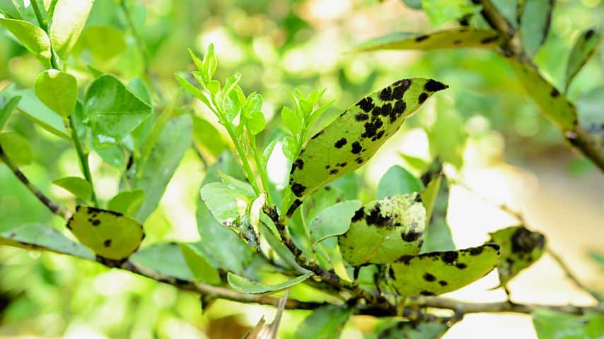 Just like what happened to this lemon tree's leaves, sooty mold can cause black, raised bumps to form on your river birch's leaves
