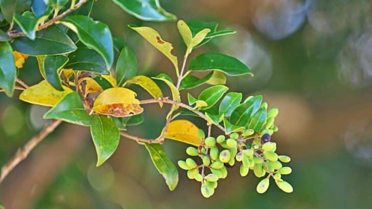 Ligustrum Yellow Leaves — 5 Worrying Causes