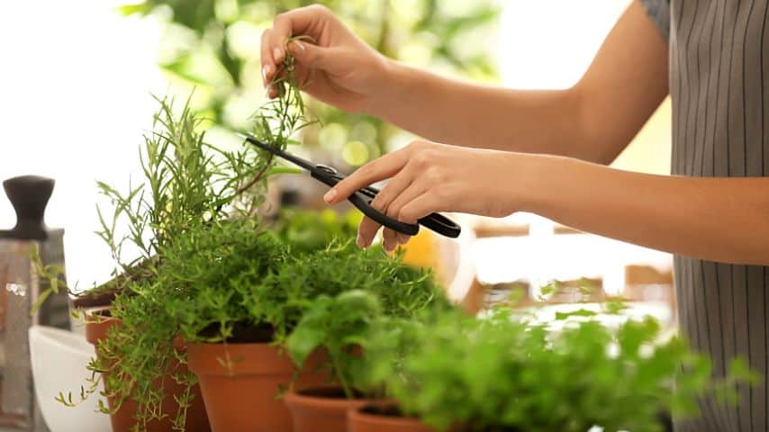 Moving your rosemary plant to the kitchen or near a bathroom window helps prevent its leaves from curling