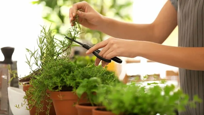 Moving your rosemary plant to the kitchen or near a bathroom window helps prevent its leaves from curling