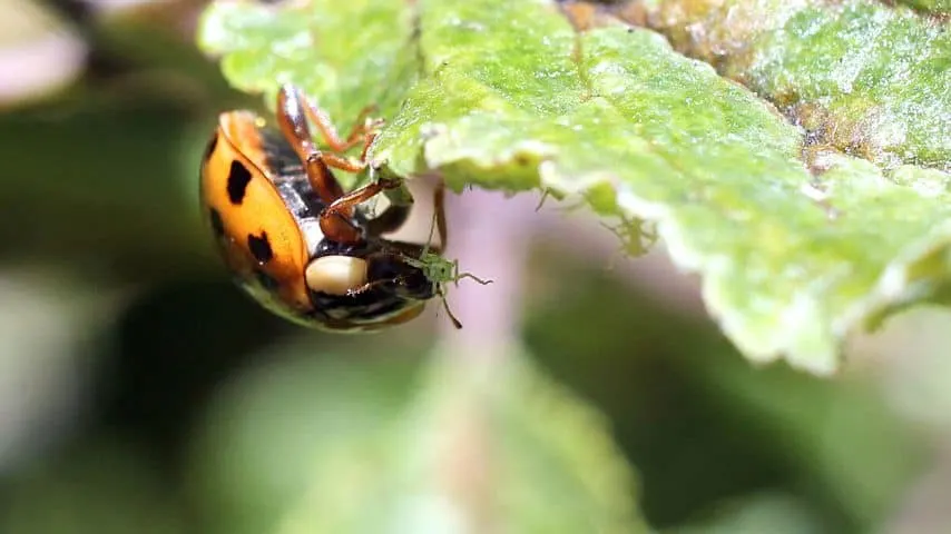 One way to remove aphids on your cucumber leaves that are already turning brown is to introduce lady bugs to eat them