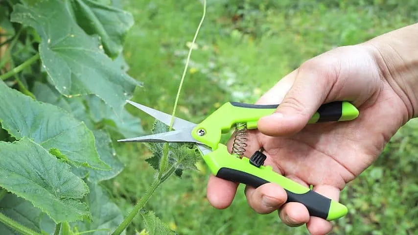 Pruning the leaves of the cucumber affected by angular leaf spot helps contain the infection to the plant