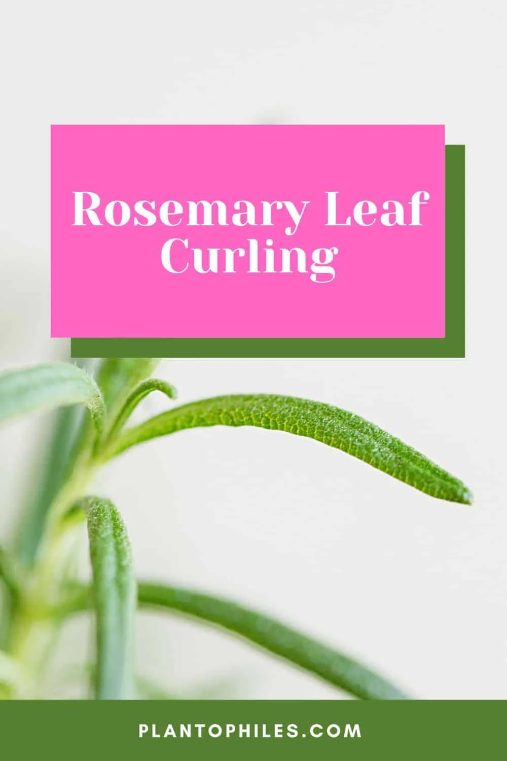 Rosemary Leaf Curling
