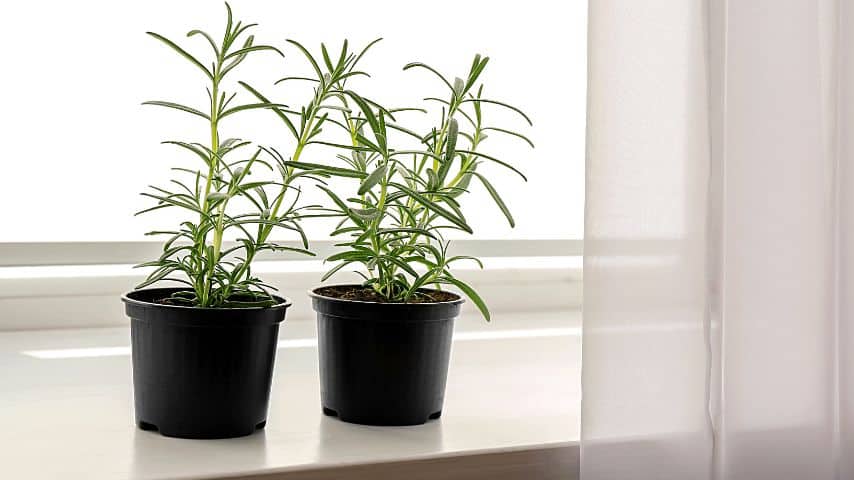 Rosemary plants grown indoors are more prone to leaf curling due to humidity issues
