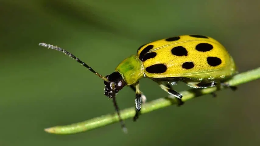 The cucumber beetle feeds on every part of the cucumber plant, causing its leaves to wilt and go brown