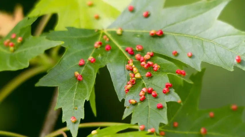 The leaf galls that cause bumps to appear on the river birch's leaves are caused by the eriophyid mite