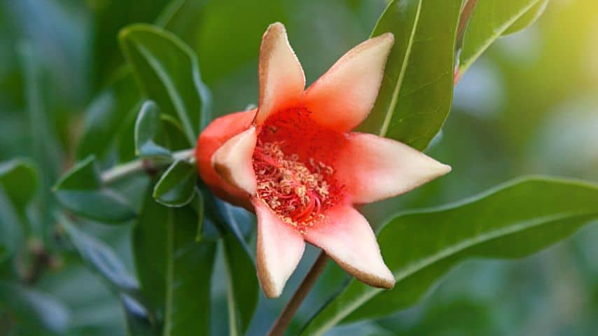 Though the pomegranate is capable of self-pollination, it still needs the help of insects and birds to cross-pollinate it