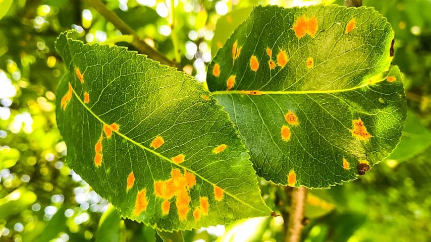 While the pear rust mites feed on the pear leaves, they secrete chemicals that cause the formation of bumps