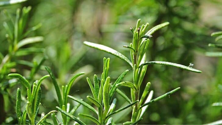 White Spots on Rosemary — 3 Worst Culprits Identified