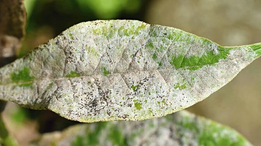 A crepe myrtle infected with powdery mildew not only affects the tree's leaves but may include the bark as well in advanced stages