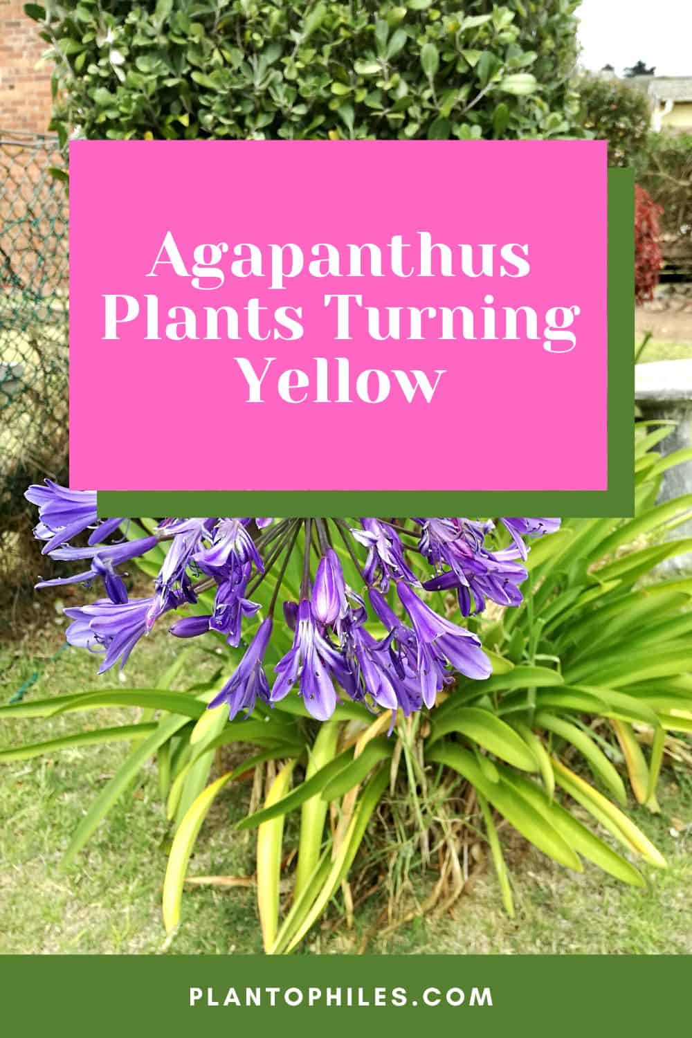 Agapanthus Plants Turning Yellow