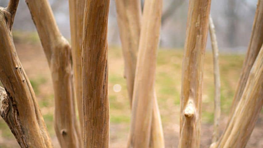 An injured Crepe Myrtle tree bark can also cause the tree's leaves to turn red
