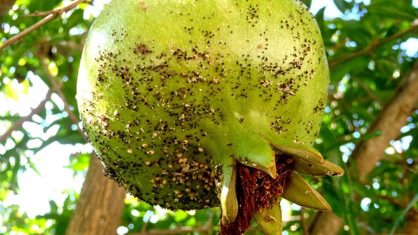 Aphids are the most common pests that can affect your pomegranate trees and cause their leaves to yellow