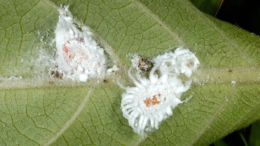 Aphids can gather together in colonies that appear as white and fluffy spots on the crepe myrtle's leaves that resemble mealybugs