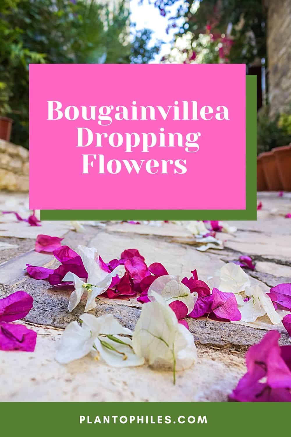 Bougainvillea Dropping Flowers