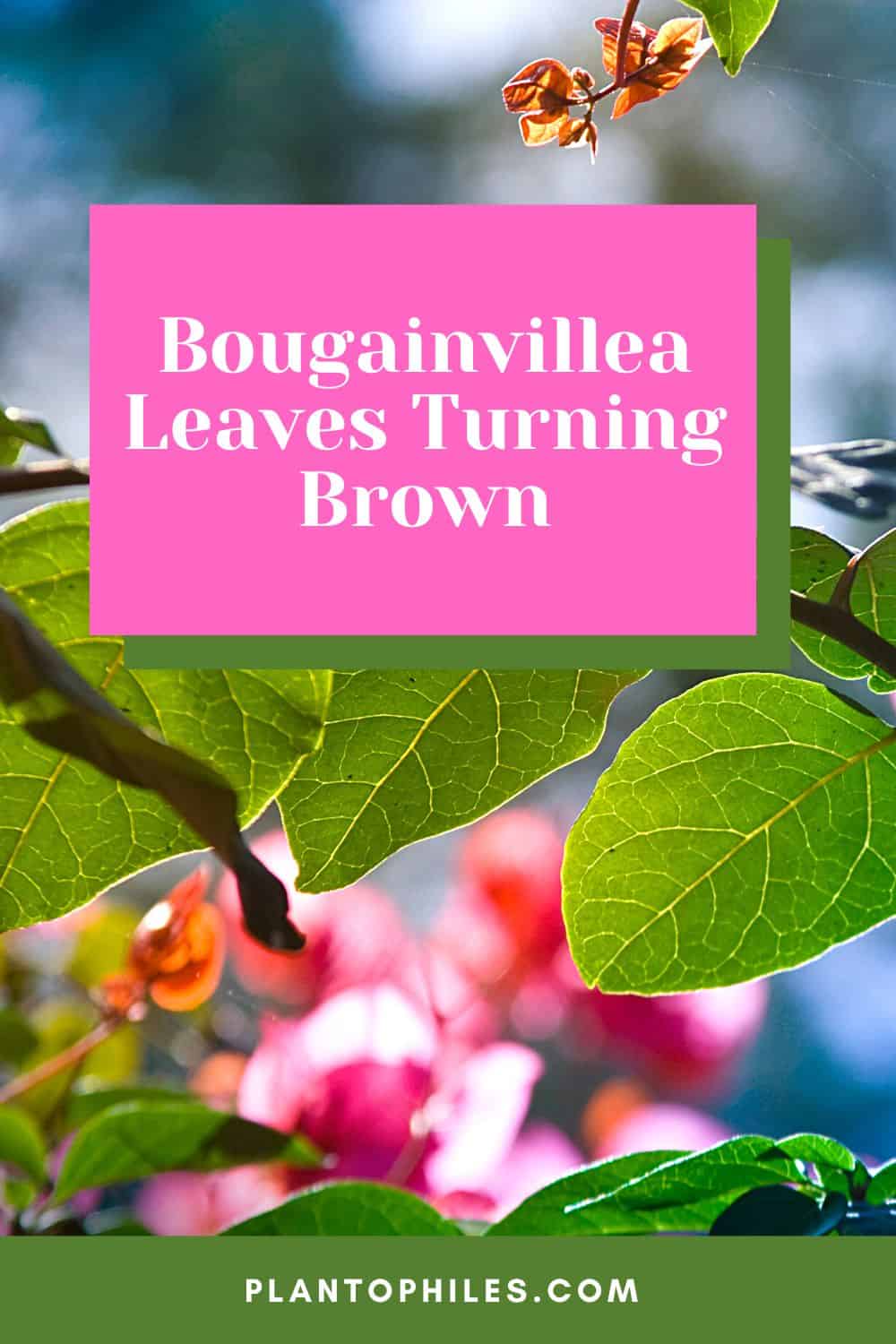 Bougainvillea Leaves Turning Brown