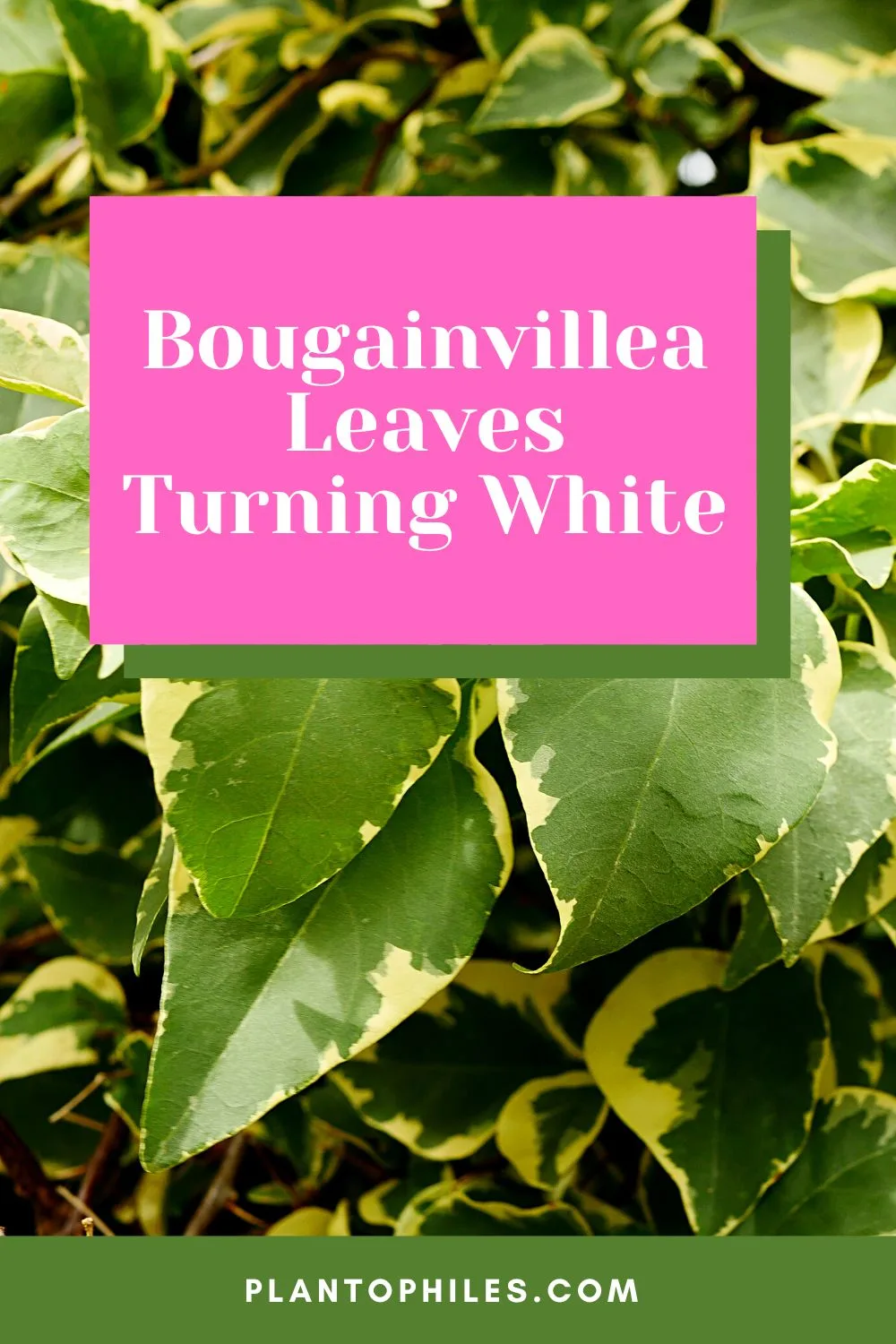 Bougainvillea Leaves Turning White